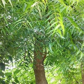 गंगा घाट से घर-घर तक, Patanjali Dant Kanti की पूरी कहानी। 2026 3 Dant Kanti