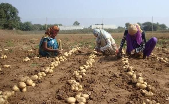 Lay’s के आलू की लड़ाई: किसान, कंपनी और बीज का असली हक। 2026 3 Lay’s