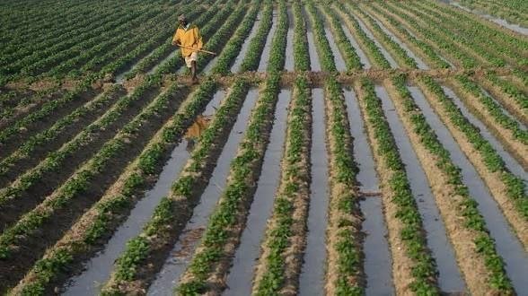 Lay’s के आलू की लड़ाई: किसान, कंपनी और बीज का असली हक। 2026 5 Lay’s