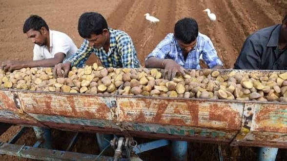 Lay’s के आलू की लड़ाई: किसान, कंपनी और बीज का असली हक। 2026 6 Lay’s