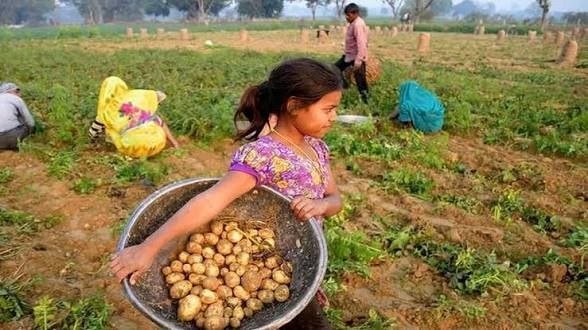 Lay’s के आलू की लड़ाई: किसान, कंपनी और बीज का असली हक। 2026 7 Lay’s