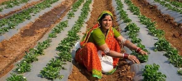 Female Farmer की पहचान: खेत वही, नाम किसी और का? 2026 7 Female Farmer